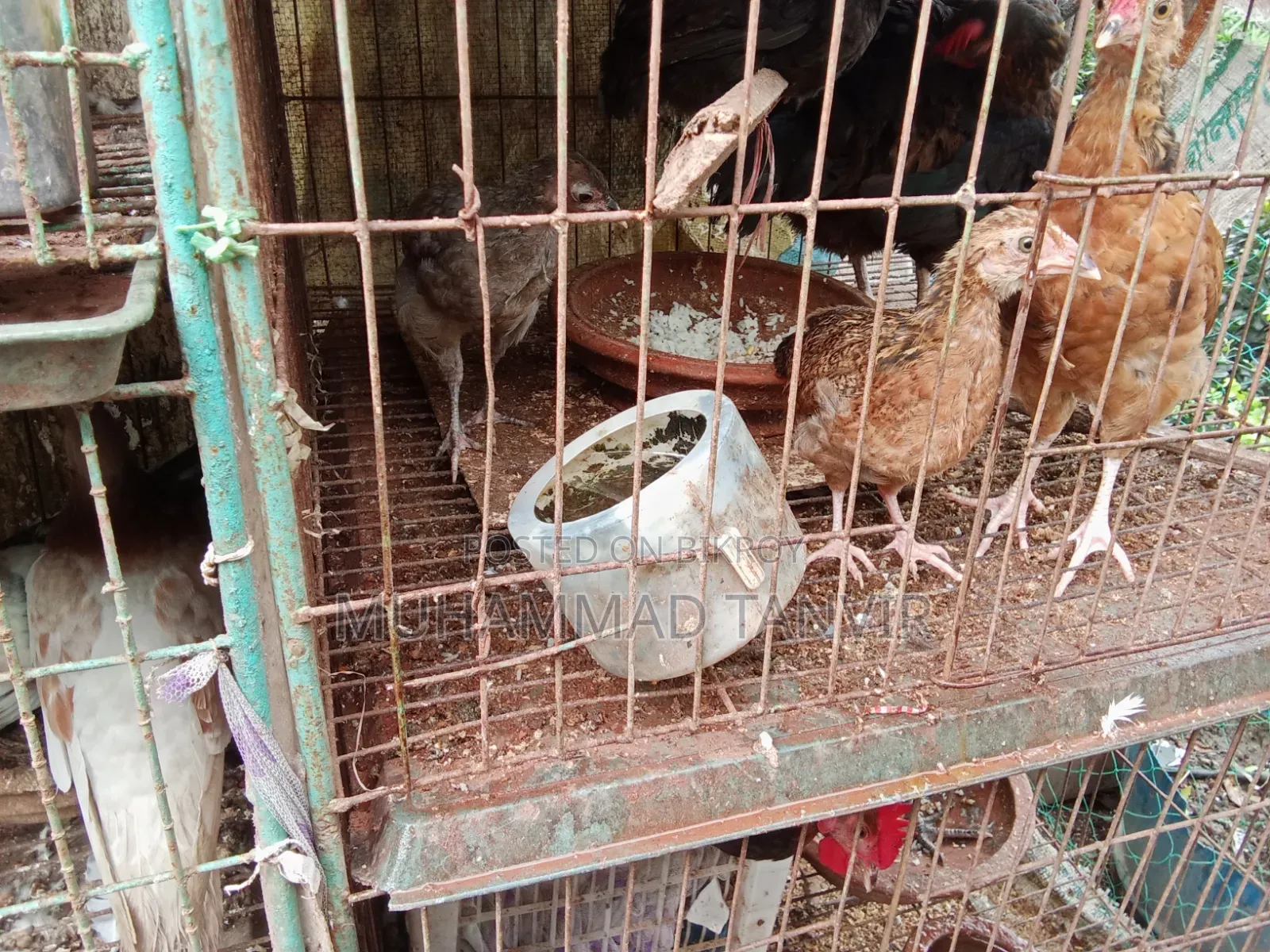 দেশি মুরগি মিডিয়াম বাচ্চা