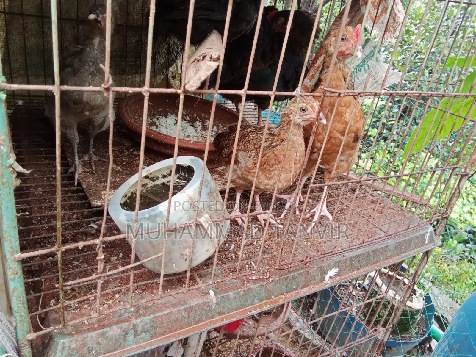 দেশি মুরগি মিডিয়াম বাচ্চা