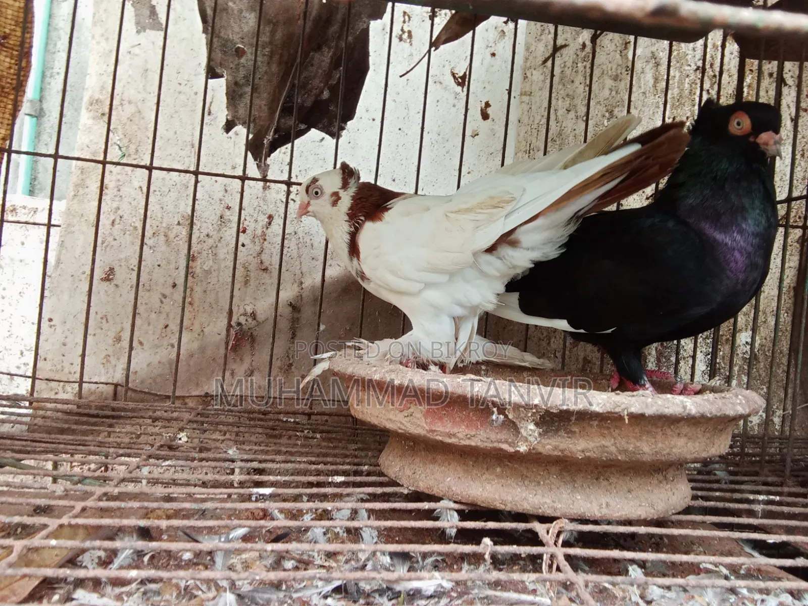 দেশি মুরগি মিডিয়াম বাচ্চা
