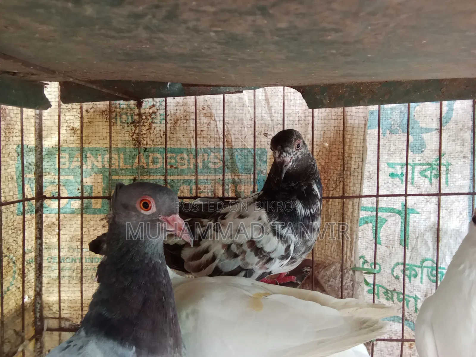 দেশি মুরগি মিডিয়াম বাচ্চা