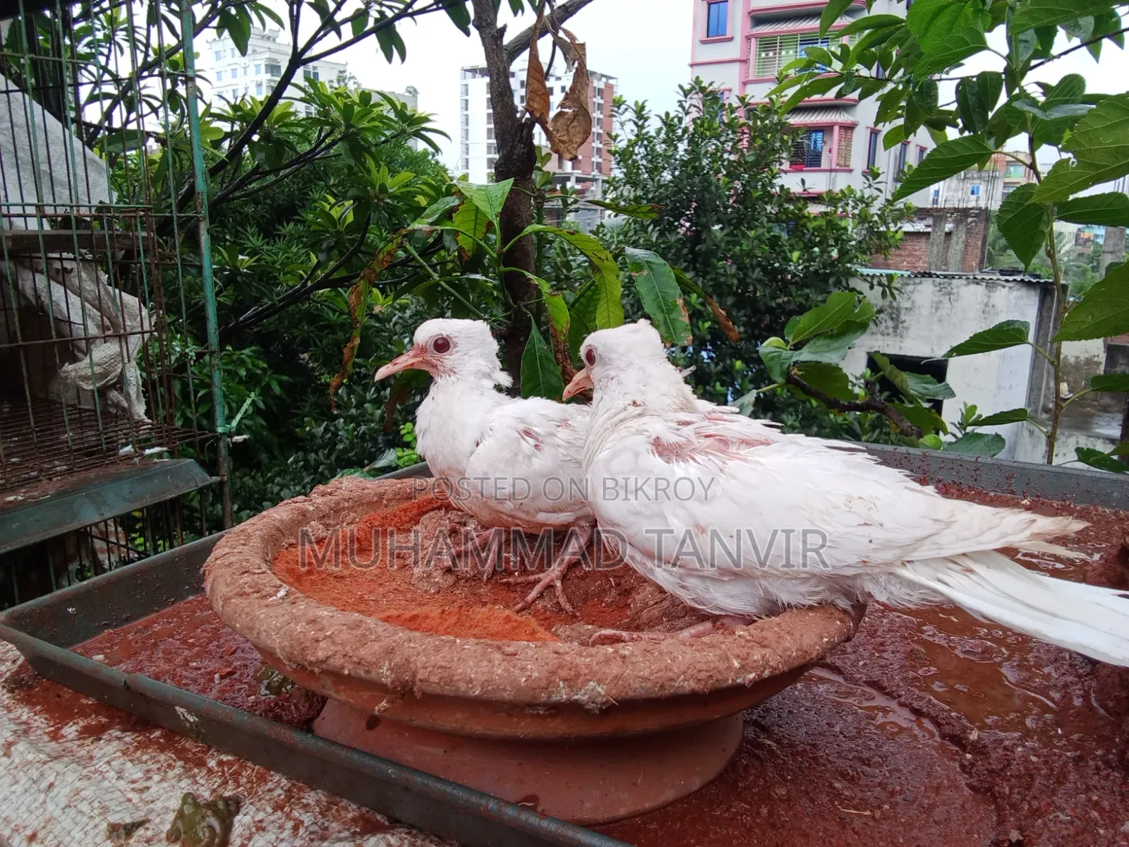দেশি মুরগি মিডিয়াম বাচ্চা