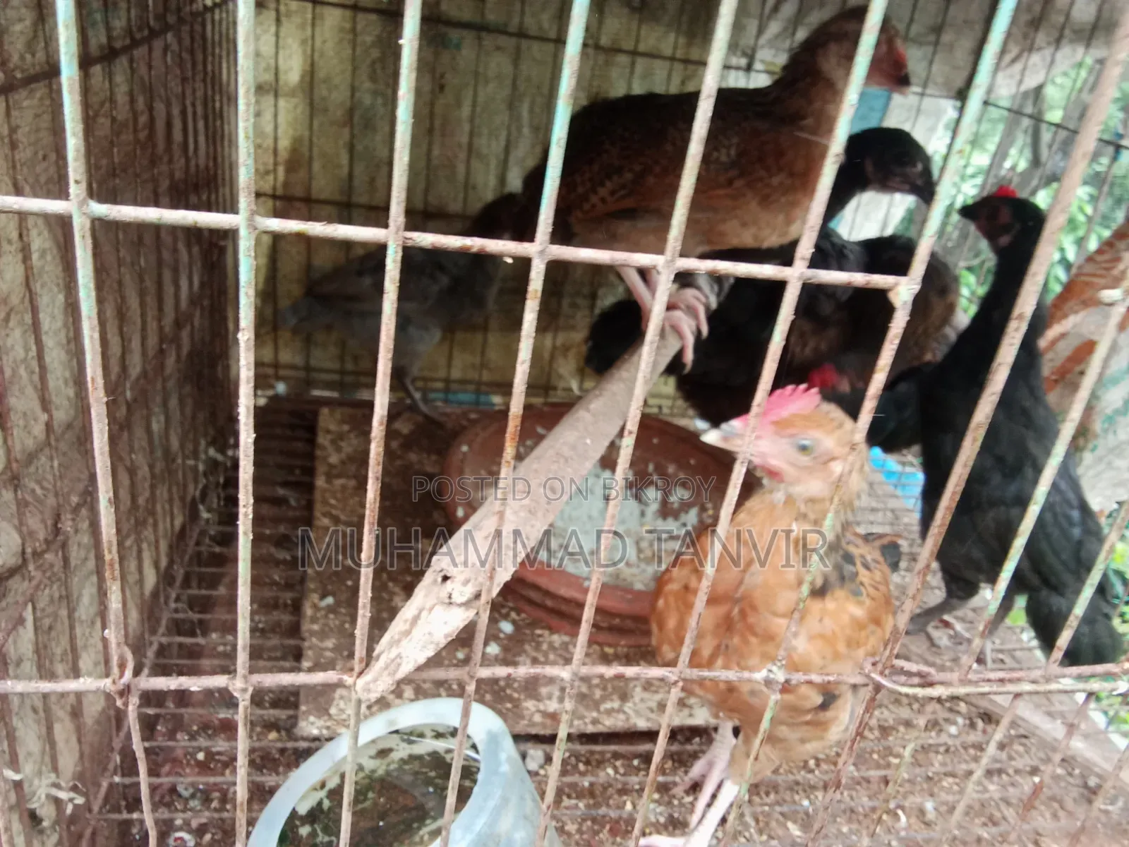 দেশি মুরগি মিডিয়াম বাচ্চা