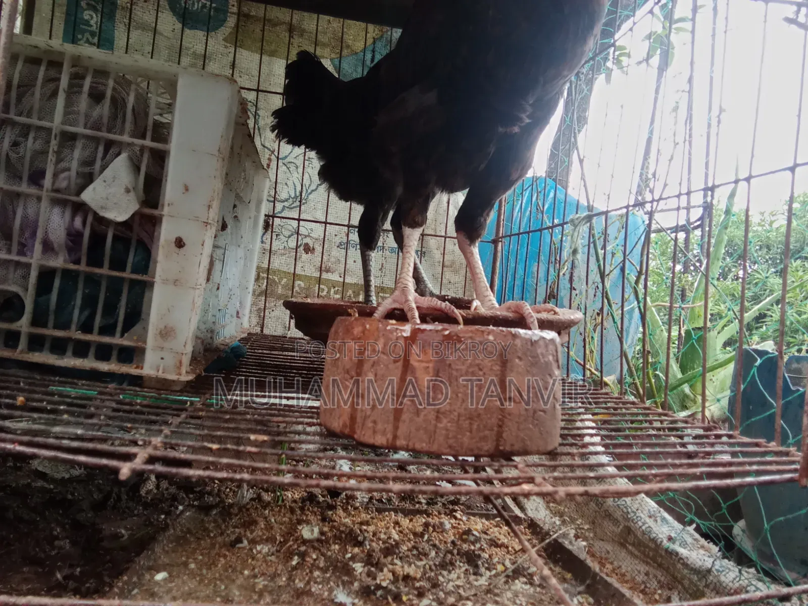 দেশি মুরগি মিডিয়াম বাচ্চা