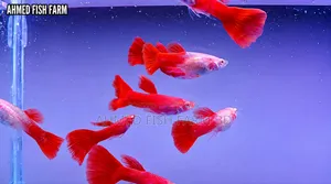 Premium Full Red Guppy Fish Pair | Pure Bloodline |