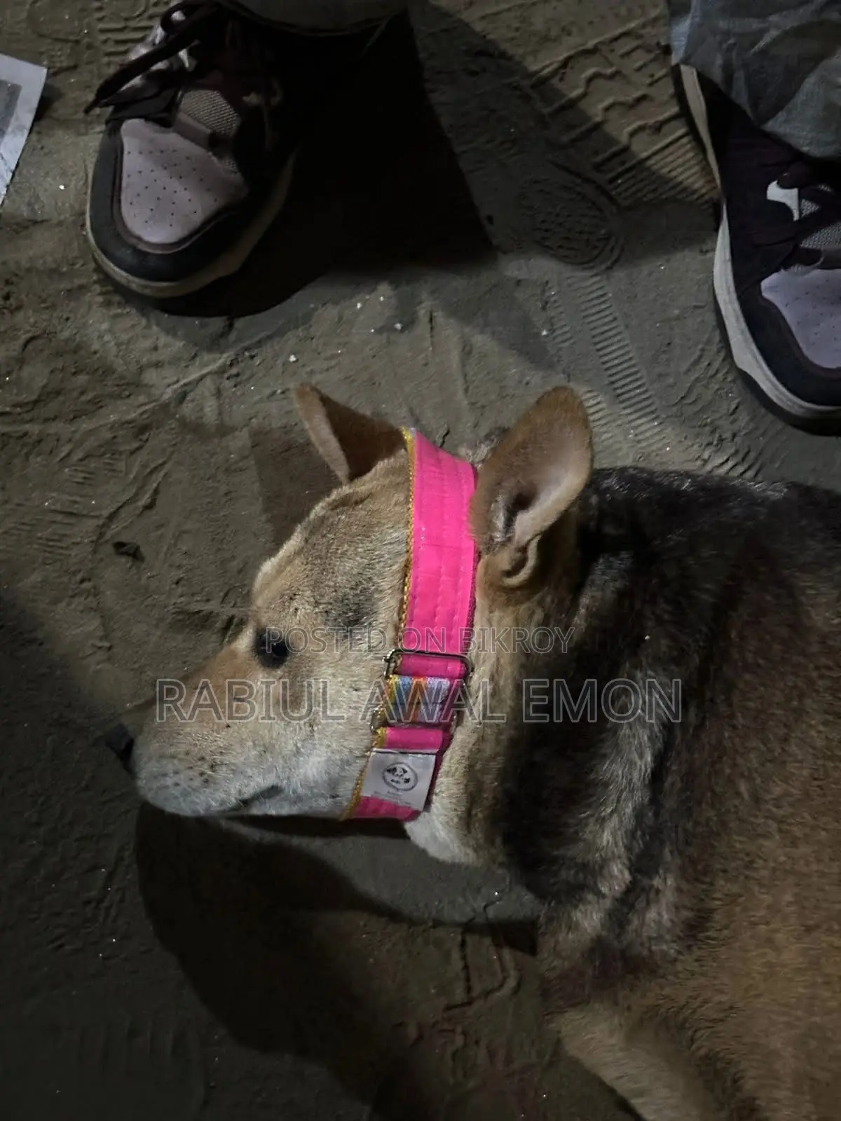 Dog Collar