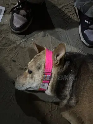 Dog Collar