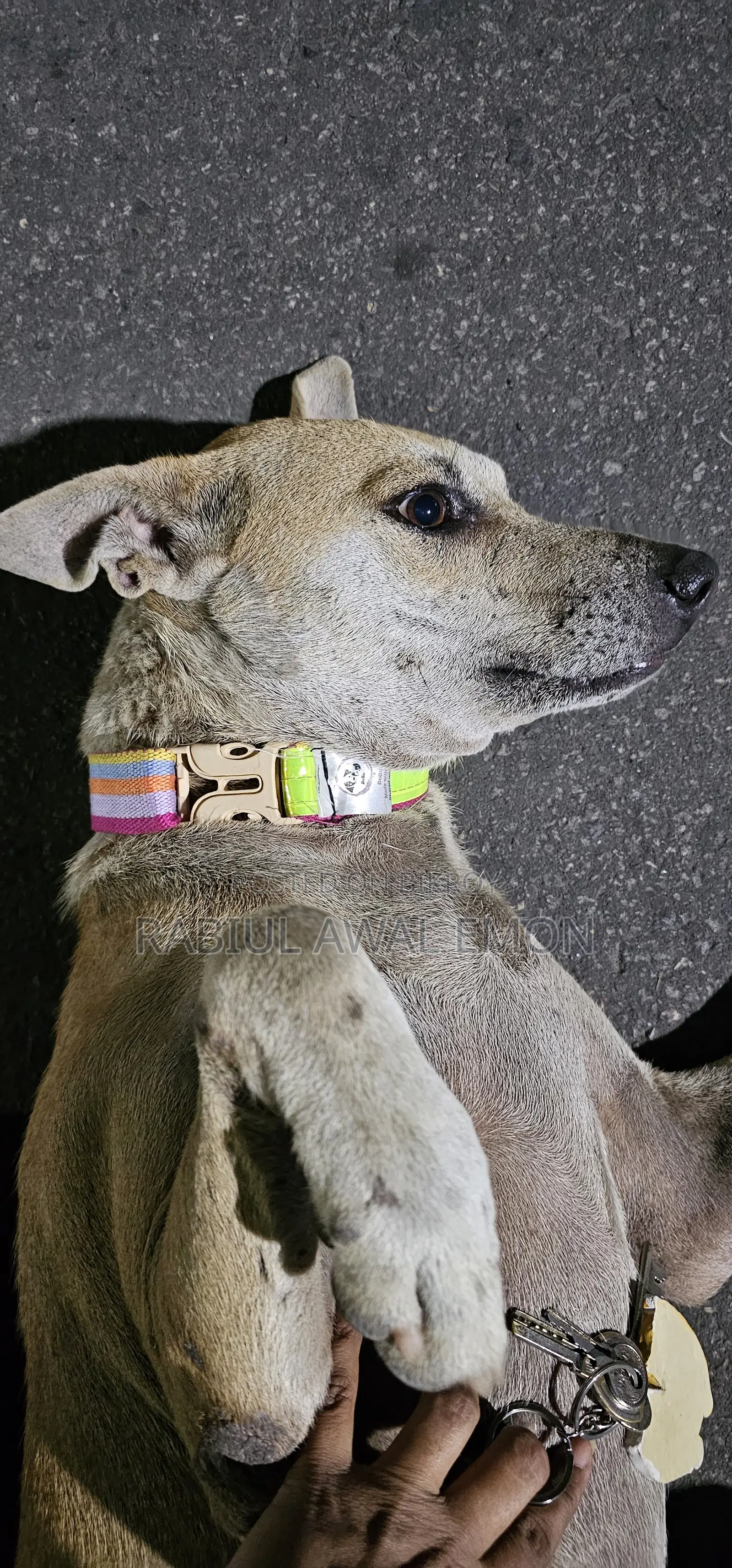Dog Collar