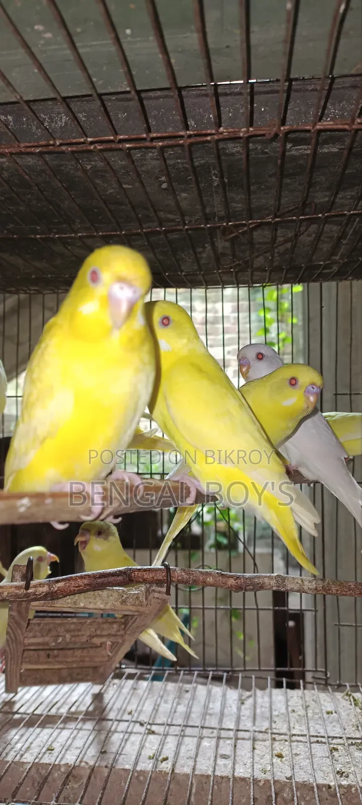 Budgerigar Bird