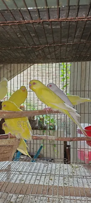 Budgerigar Bird