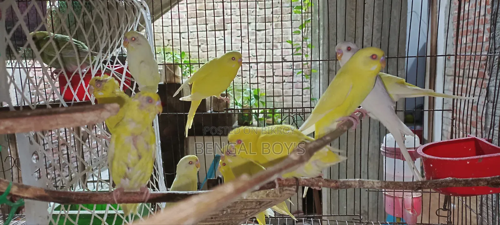 Budgerigar Bird