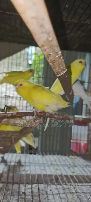 Budgerigar Bird