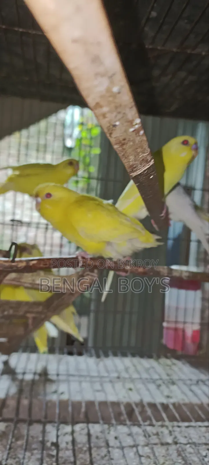 Budgerigar Bird