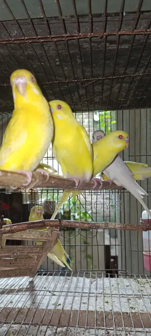 Budgerigar Bird