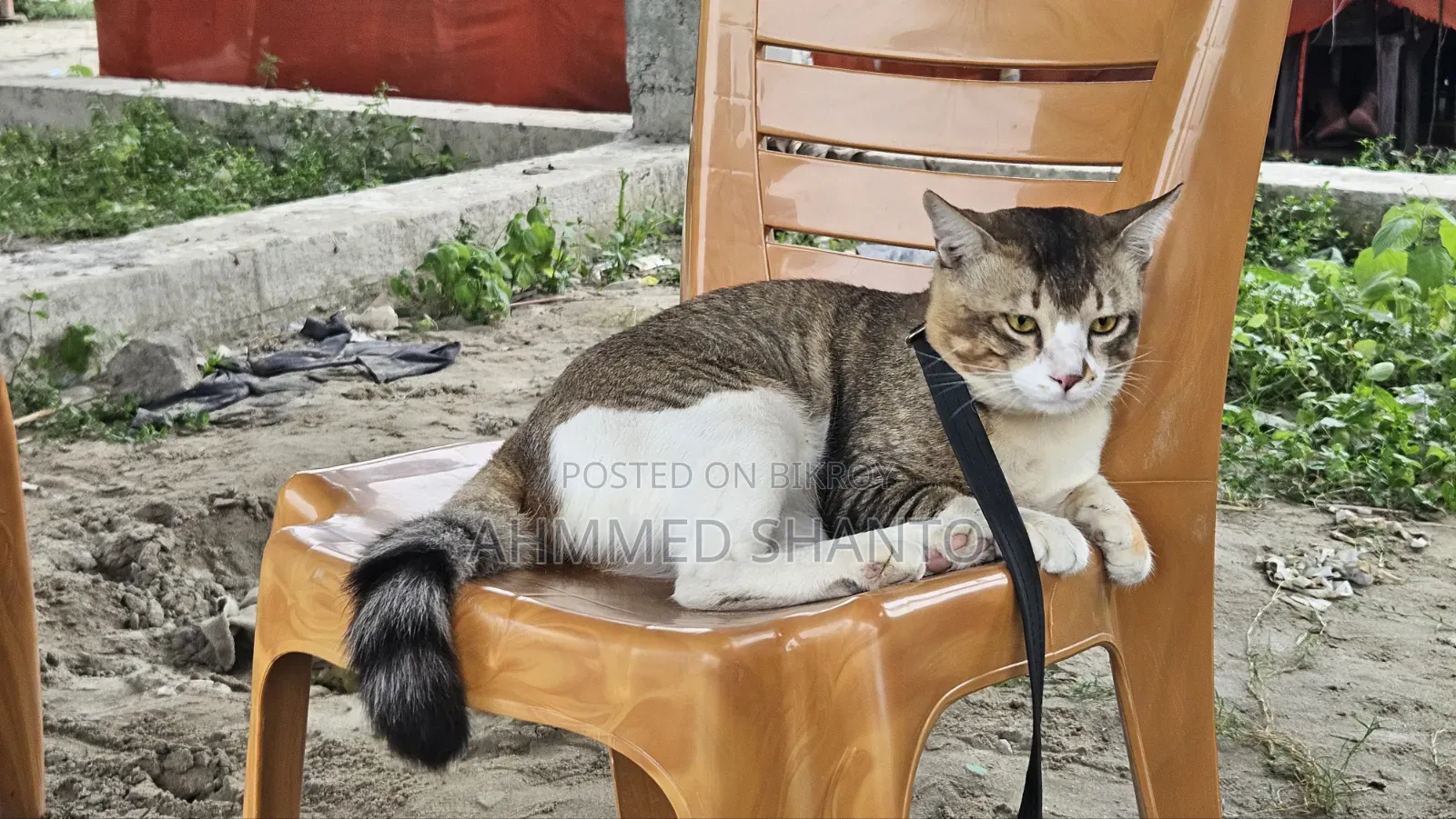 6-12 Months Male Mixed Breed British Shorthair