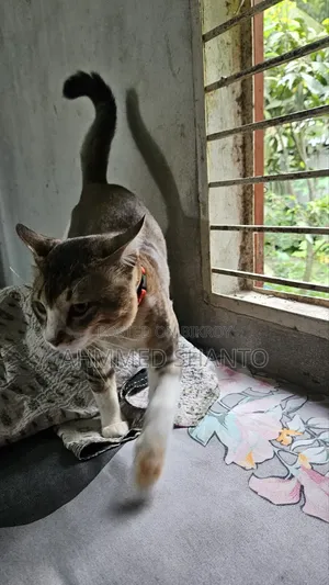 6-12 Months Male Mixed Breed British Shorthair