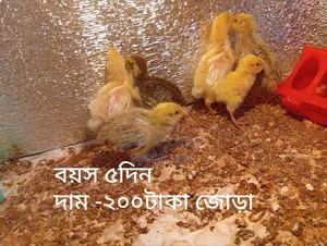 Cotnix Giant Quail and Cage