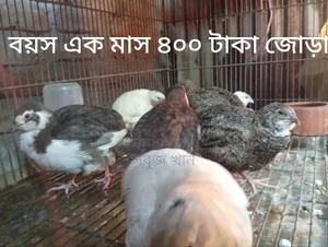 Cotnix Giant Quail and Cage