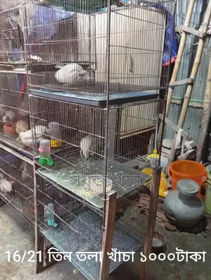 Cotnix Giant Quail and Cage