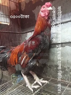 রানিং ফাইটার জোড়া ও বাচ্চা