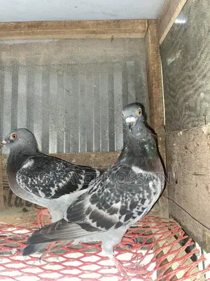 Maksi Racher Kobutor Jora