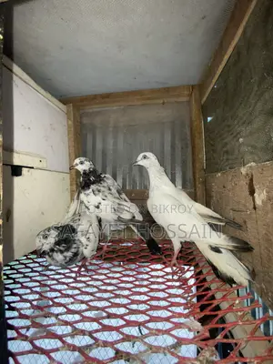 হাইফ্লায়ার কবুতর