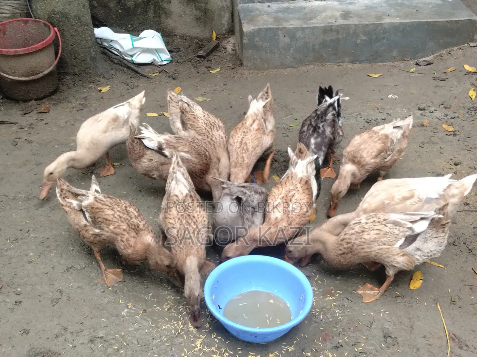 দেশি খাকি ক্যাম্বেল হাঁস ৫টি / পিস