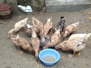 দেশি খাকি ক্যাম্বেল হাঁস ৫টি / পিস