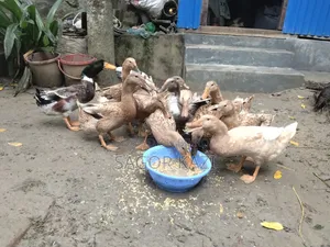 দেশি খাকি ক্যাম্বেল হাঁস ৫টি / পিস