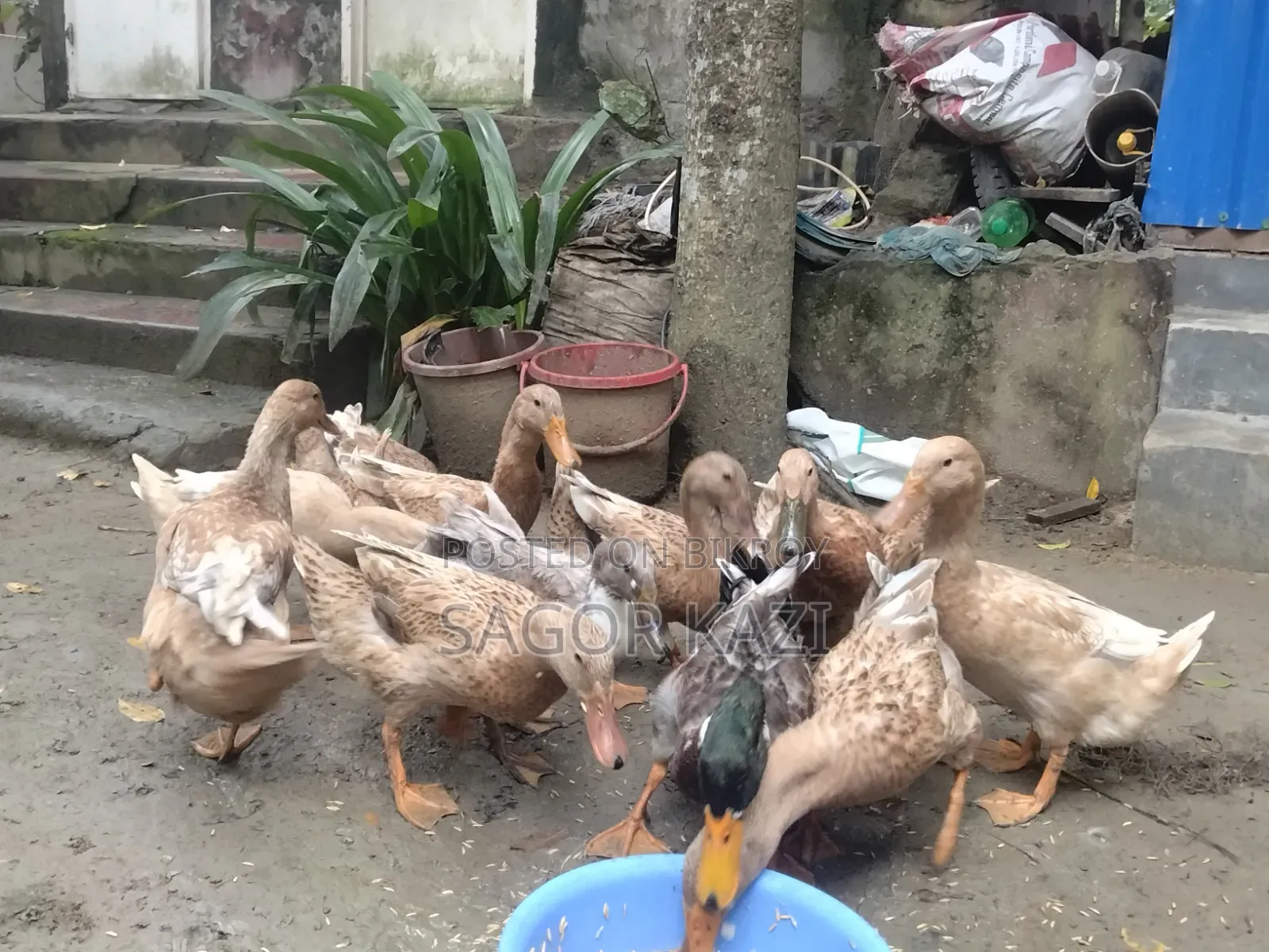 দেশি খাকি ক্যাম্বেল হাঁস ৫টি / পিস