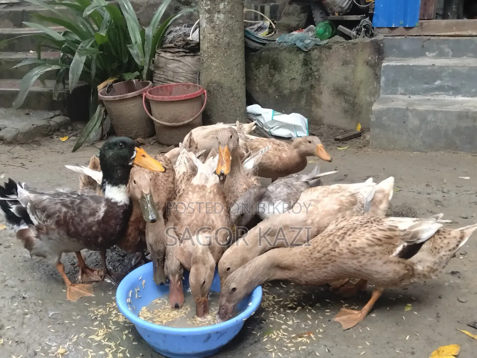 দেশি খাকি ক্যাম্বেল হাঁস ৫টি / পিস