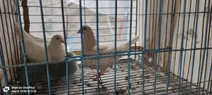 King Pigeon