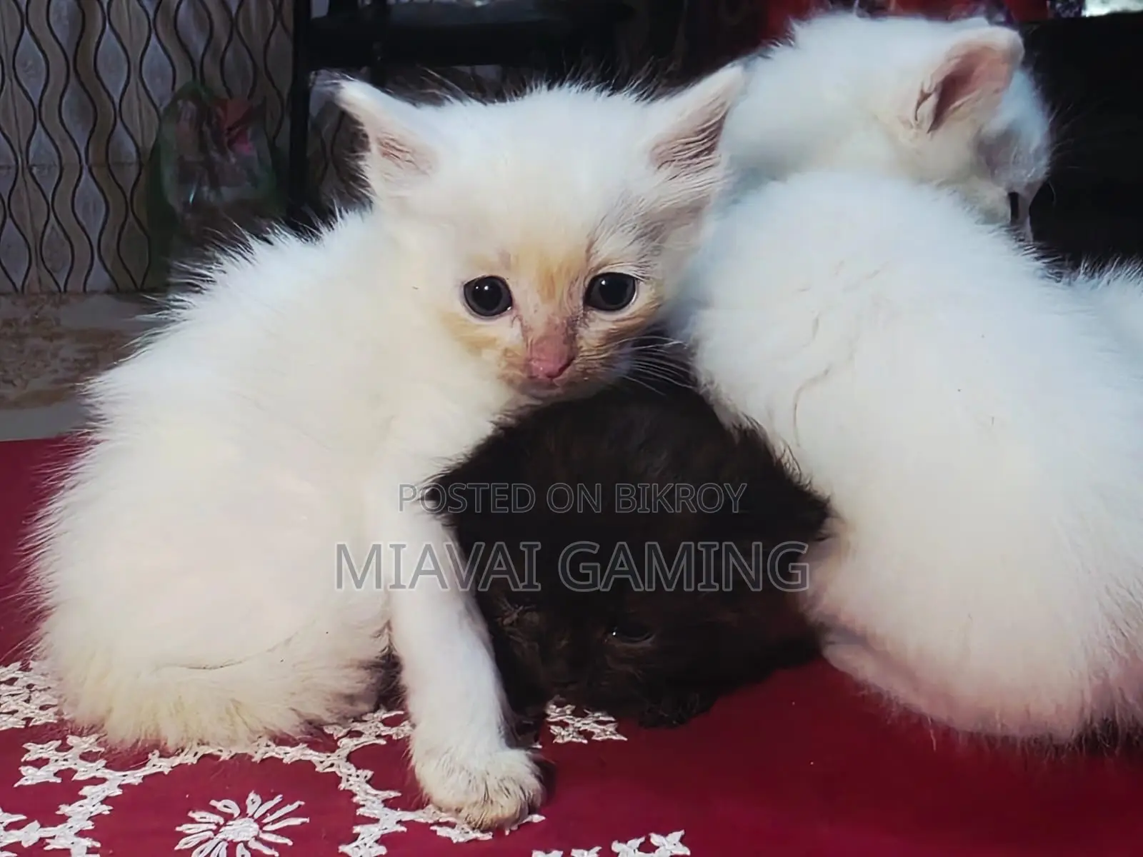 1-3 Months Male Purebred Persian