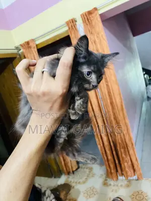 1-3 Months Male Purebred Persian