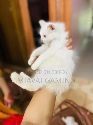 1-3 Months Male Purebred Persian