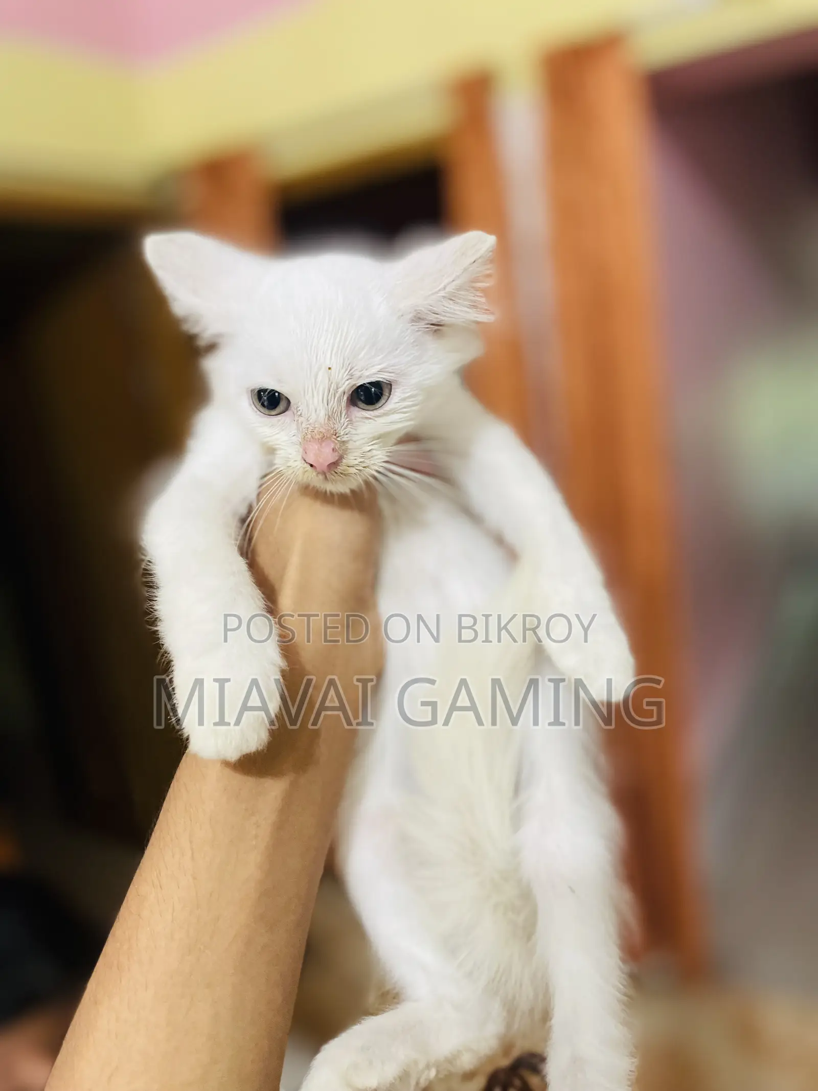 1-3 Months Male Purebred Persian