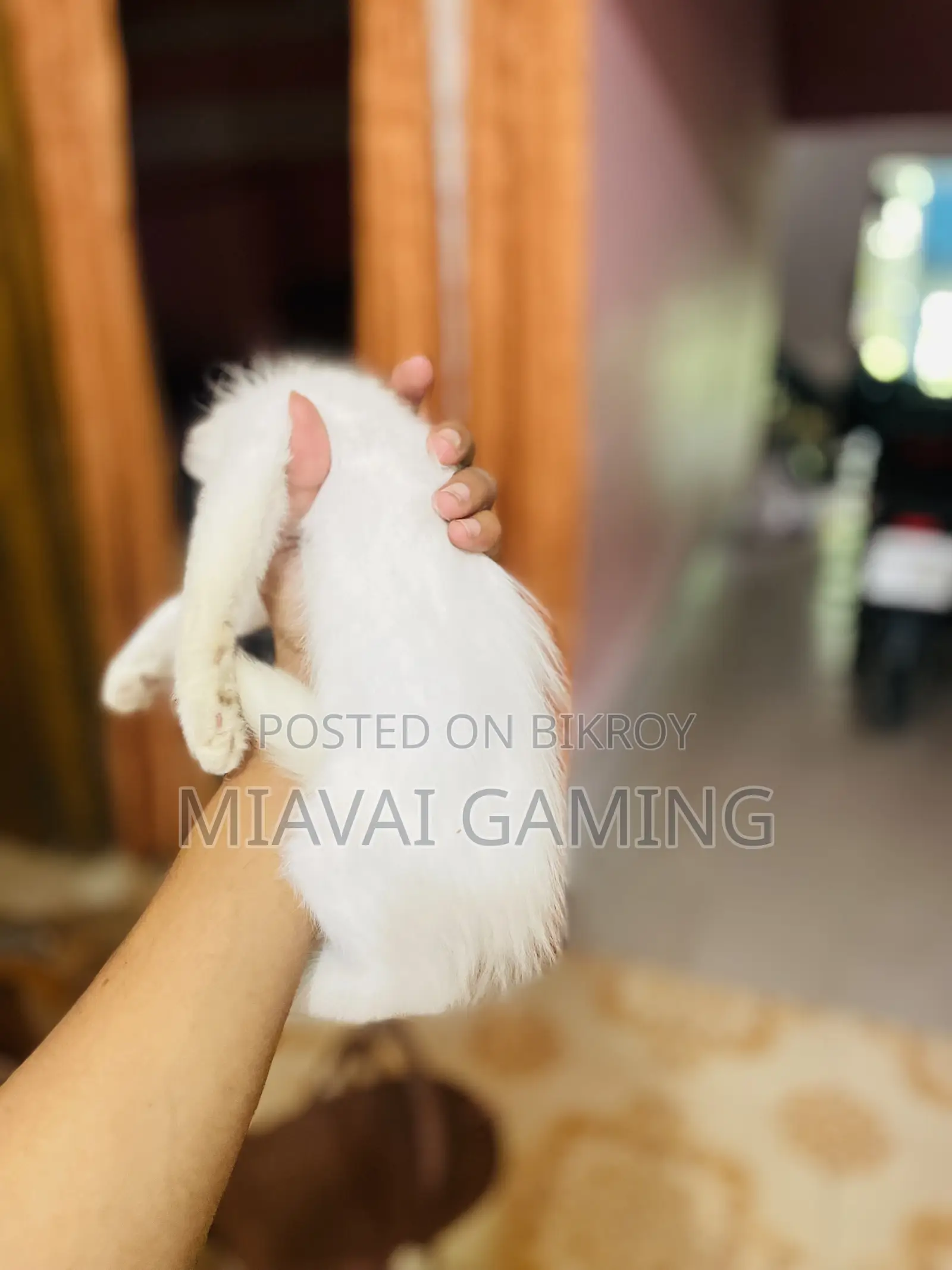 1-3 Months Male Purebred Persian