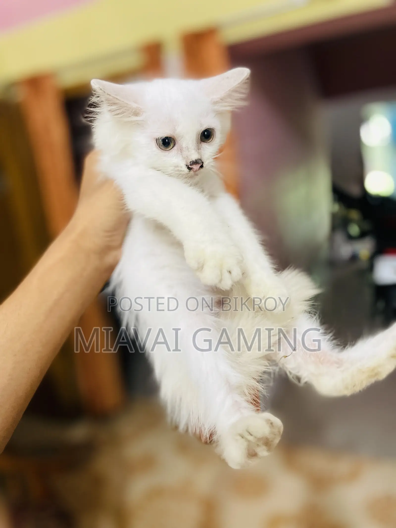 1-3 Months Male Purebred Persian