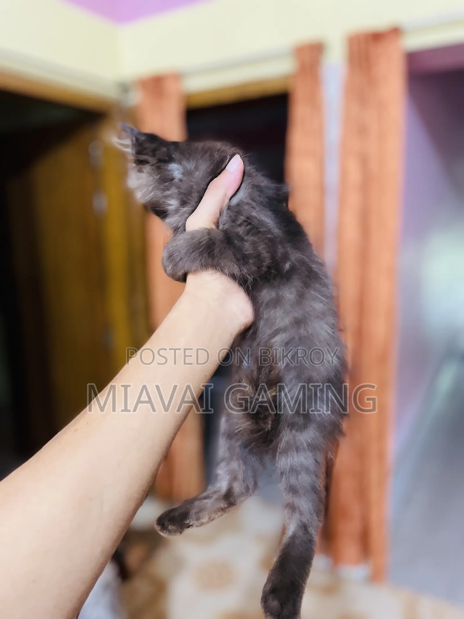 1-3 Months Male Purebred Persian