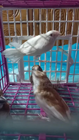 2 pairs of Bengali pigeons for sale, price per pair is given