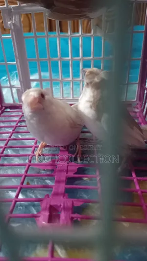2 pairs of Bengali pigeons for sale, price per pair is given