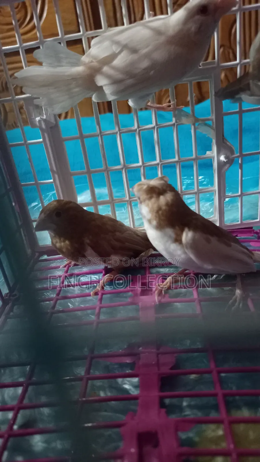 2 pairs of Bengali pigeons for sale, price per pair is given