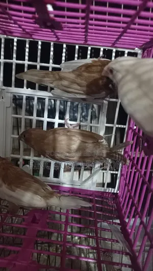 2 pairs of Bengali pigeons for sale, price per pair is given