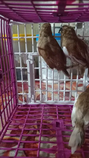 2 pairs of Bengali pigeons for sale, price per pair is given