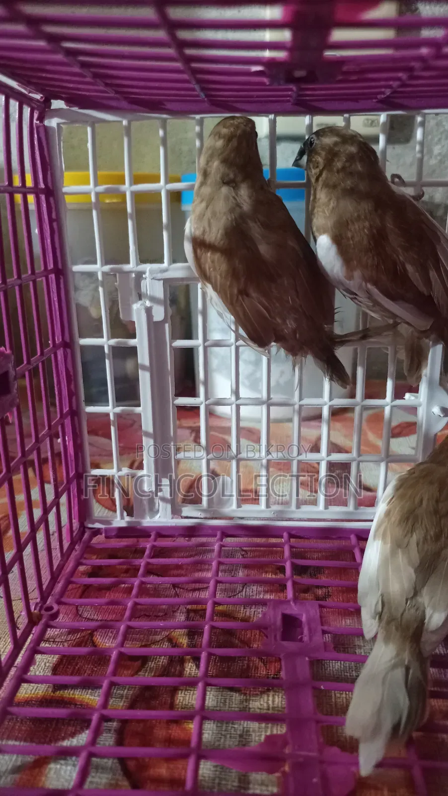 2 pairs of Bengali pigeons for sale, price per pair is given
