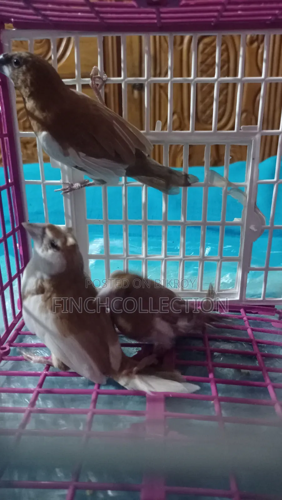 2 pairs of Bengali pigeons for sale, price per pair is given