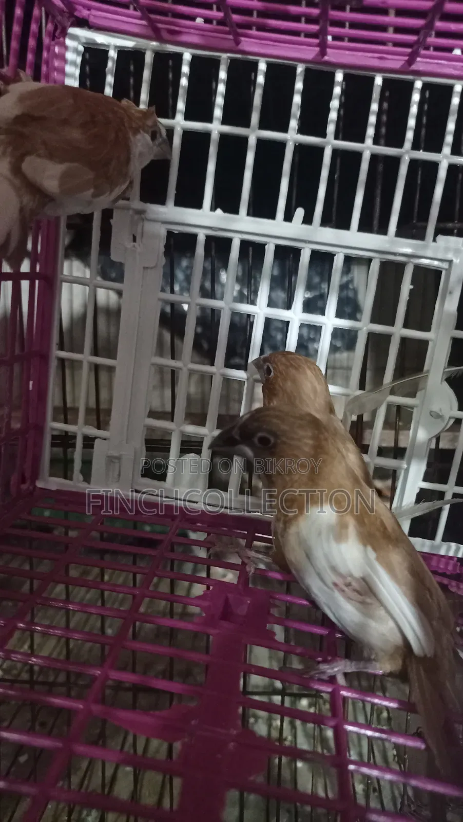 2 pairs of Bengali pigeons for sale, price per pair is given