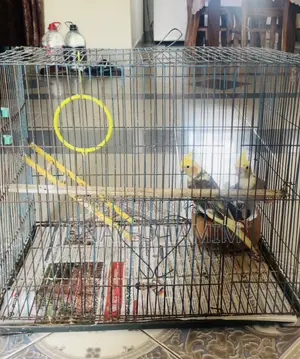 ককাটেল সেমি অ্যাডাল্ট জোড়া