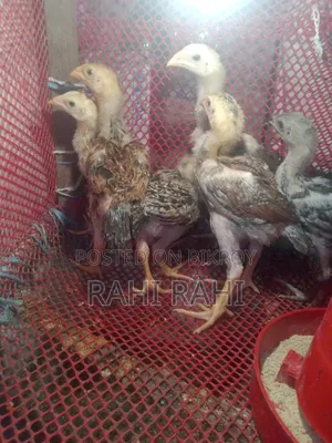 আসিল বাচ্ছা হাতবদল হবে