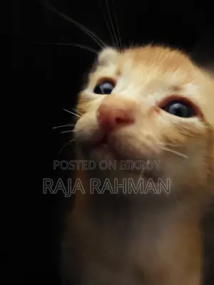 0-1 Month Male Mixed Breed Bengal