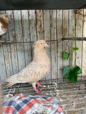 Kobutor Giya Suli Nor